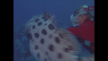 diver loses pliers attempting to remove fishing hook from potato cod's mouth