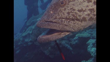 potato cod with fish hook and pliers stuck in his mouth