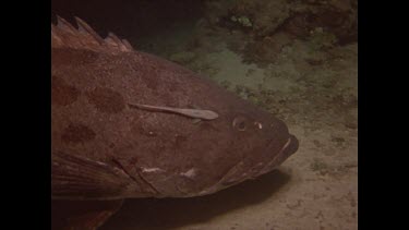 potato cod swims along with remore attached on side