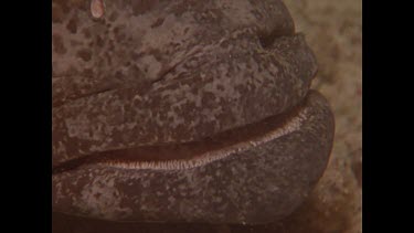 close up of potato cod mouth and eye