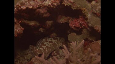 potato cod hiding in a hole