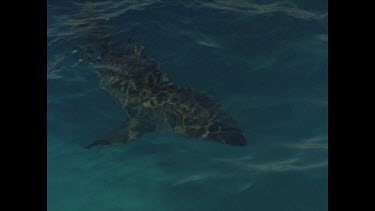 great white shark silhouette in water