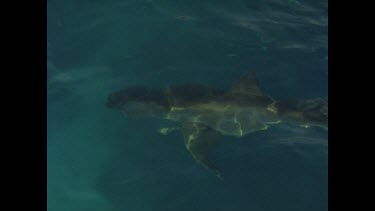 great white shark silhouette in water