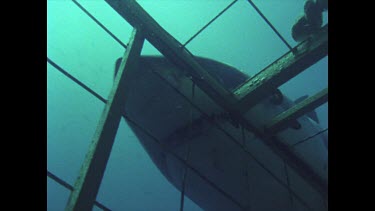 great white shark swims overhead