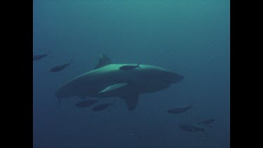 great white shark circles in water