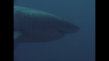 great white shark swims past