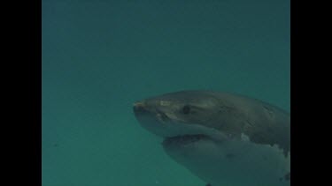 great white shark swims past