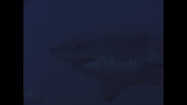 great white shark swims past