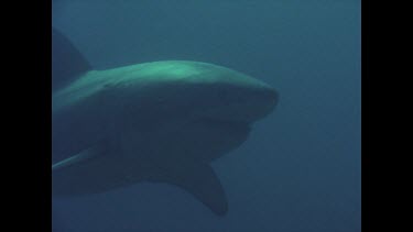 great white shark swims past