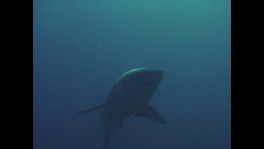 great white shark swims past