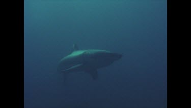 great white shark swims past