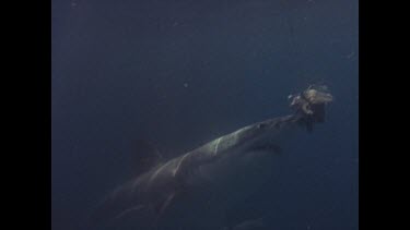 great white shark grabs bait and takes off with it