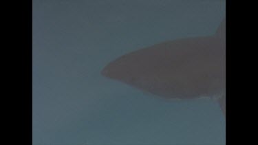 great white shark silhouette in water