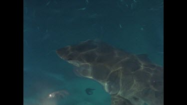 inquisitive great white shark looks up at boat grate