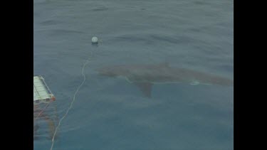 great white shark slowly circles diver cage