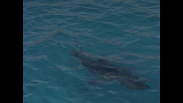 great white shark grabs bait and takes off with it