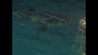 great white shark approaches diver cage