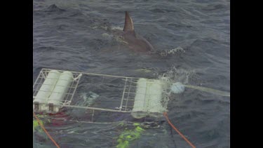 great white shark takes bait next to diver cage