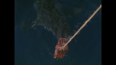 great white shark tries to grab bait by boat