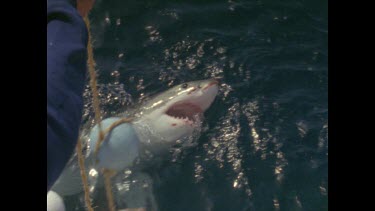 great white shark watches man swinging bait