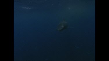 great white shark swims past