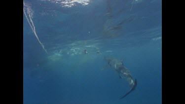 great white shark swims towards bait trailing behind boat