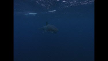 great white shark swims past