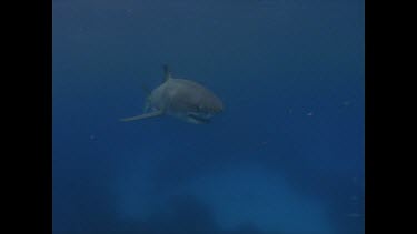 great white shark swims towards then past camera