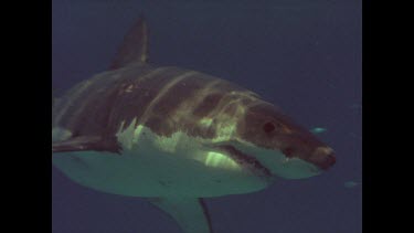 great white shark swims past