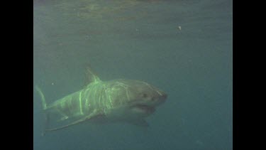 great white shark swims past