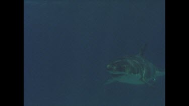 great white shark swimming