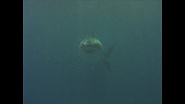 great white shark swims towards camera out of murkiness