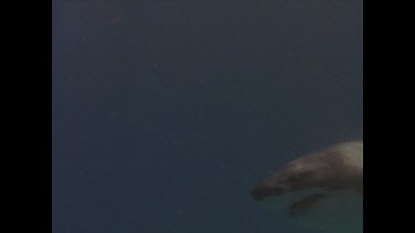 two great white sharks swimming in water column