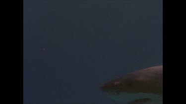 great white shark swims past