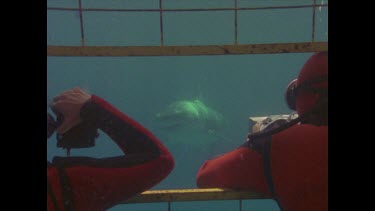 divers photograph great white shark as it swims towards them