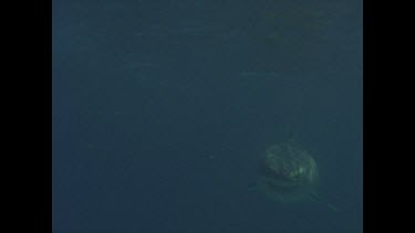 great white shark swims towards camera then past