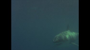 great white shark swims past