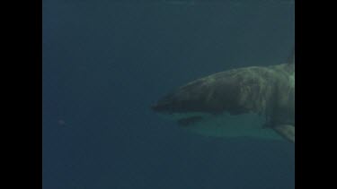 great white shark swims past