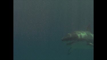 great white shark swims past