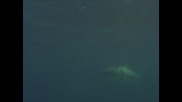 great white shark swims past