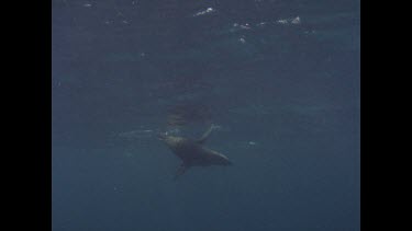 seal plays in water while great white shark swims past