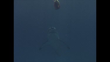 great white shark grabs bait and tries to take off with it