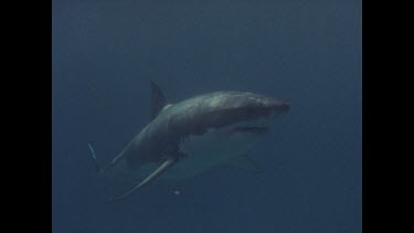 great white shark swims past