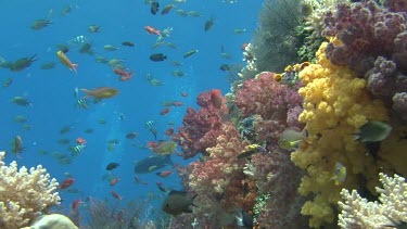 Soft Corals Antheas and Damsel fish, Tunicate