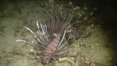 Lion Fish