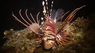 Lion Fish