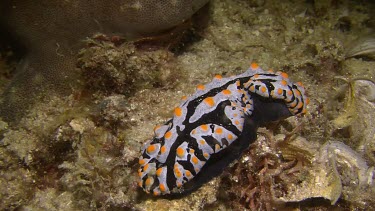 Nudibranch