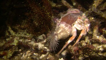 Anenome Crab