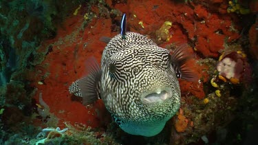 Puffer fish