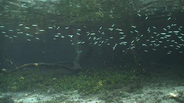 Archer fish, Mangrove, fingerling